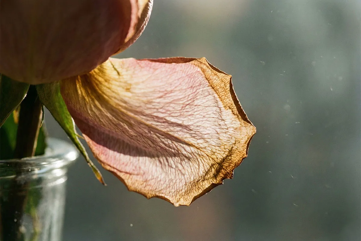 Where Beginnings Whisper and Endings Turn Transparent