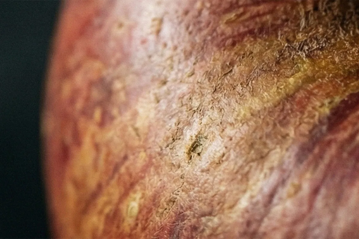 かたちの向こうに触れる——写実という静かな問い